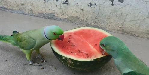 吃瓜网小鱼海棠,揭秘吃瓜网上的神秘魅力