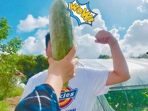 网红怀孕吃瓜,孕期生活趣味多