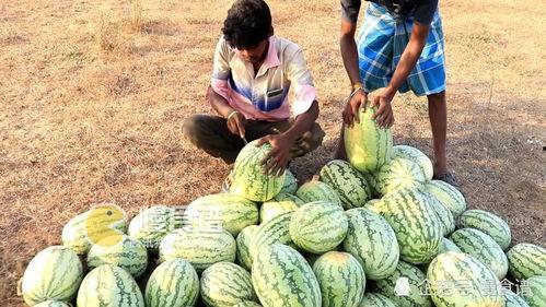 工商爆料网吃瓜,揭秘娱乐圈最新吃瓜事件，明星隐私大曝光！