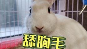 抖音网红宠物猪吃瓜,萌态可掬引网友热议