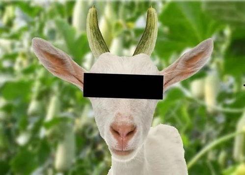 网红驯鹿吃瓜是真的吗知乎,真相揭秘还是网络炒作？