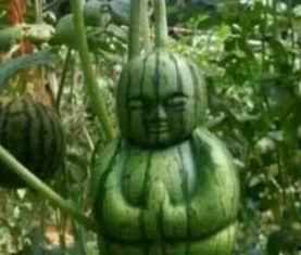 临沧网红吃瓜事件真相,真相与反思