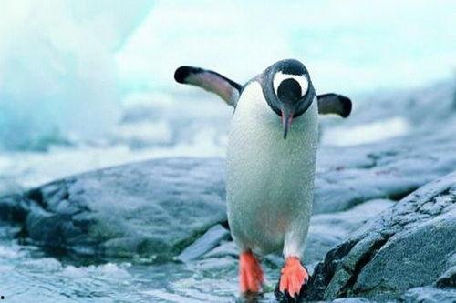吃瓜网红企鹅图片大全,萌态十足！