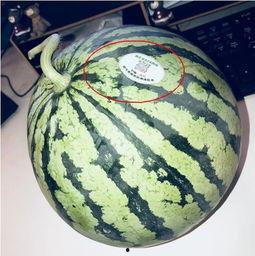 专门吃网红瓜的,追踪网络红人的幕后故事