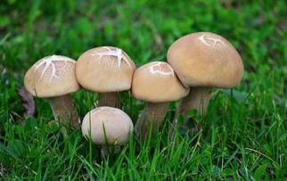 蘑菇吃瓜网官网