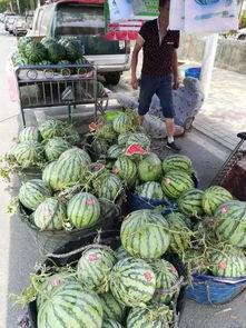 定远网红吃瓜事件,揭秘网络舆论背后的真相与反思