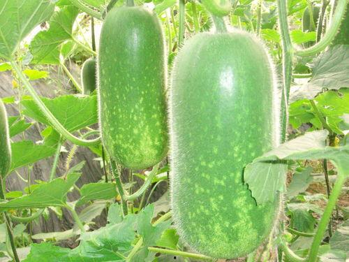 最全吃瓜网36w,娱乐圈幕后真相大曝光