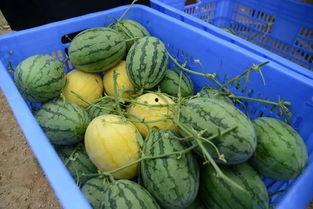 网红吃瓜q群二维,揭秘网络红人背后的八卦风云