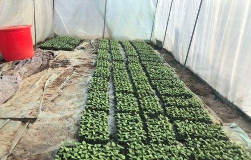 北湖吃瓜俱乐部官网地址