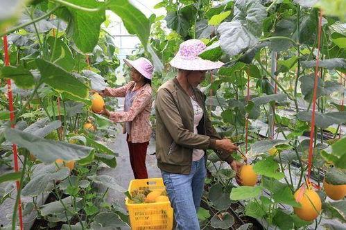 在景区吃瓜的网红叫什么,网红吃瓜达人带你领略瓜界风采