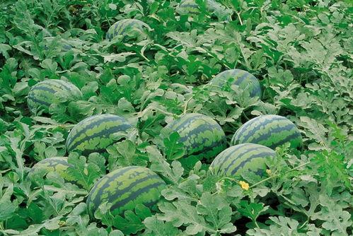 淄博网红吃瓜群微信,揭秘网络红人的幕后故事