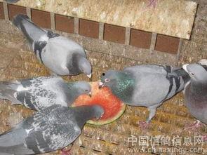 灰鸽子吃瓜网,揭秘网络世界的神秘角落