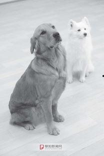 抖音网红狗子和我吃瓜