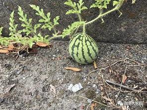 大家一起吃瓜网红,一起吃瓜网红的欢乐时光